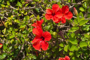 hibiskus çiçekler