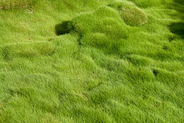 Dickes weiches grünes Gras — Stockfoto