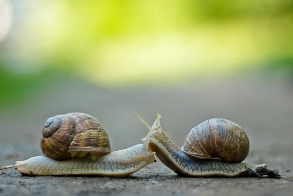 stock image The snails in love