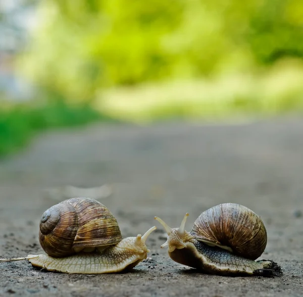 stock image The snails in love