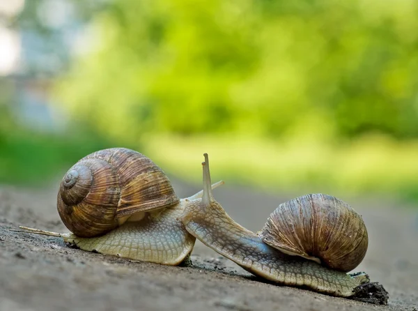 stock image The snails in love