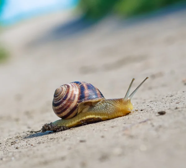 stock image Snail on the road