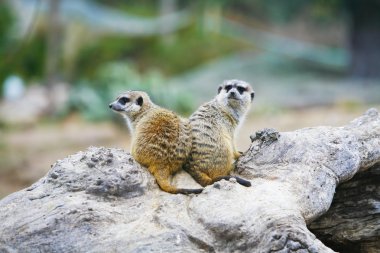 Suricate veya çöl faresi (Suricata suricatta)