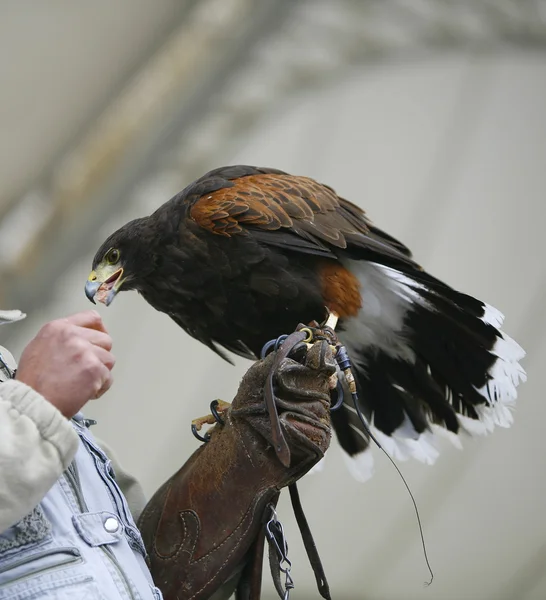 Aguila in the grip of a falconer — Stock Photo, Image