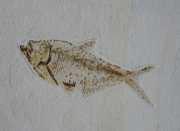 Απολίθωμα ψαριού — Φωτογραφία Αρχείου