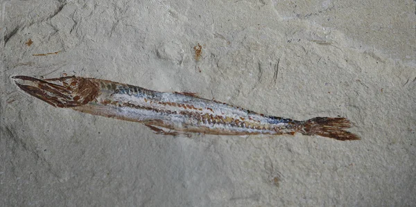물고기 화석 — 스톡 사진
