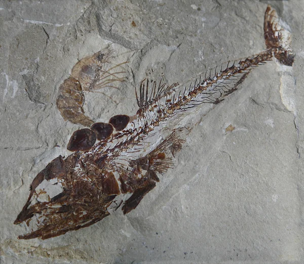 Fóssil de peixe — Fotografia de Stock