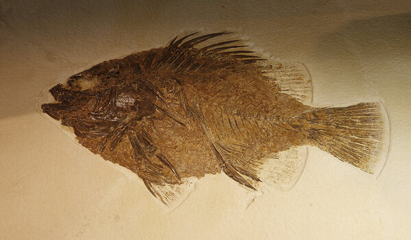 Fish fossil