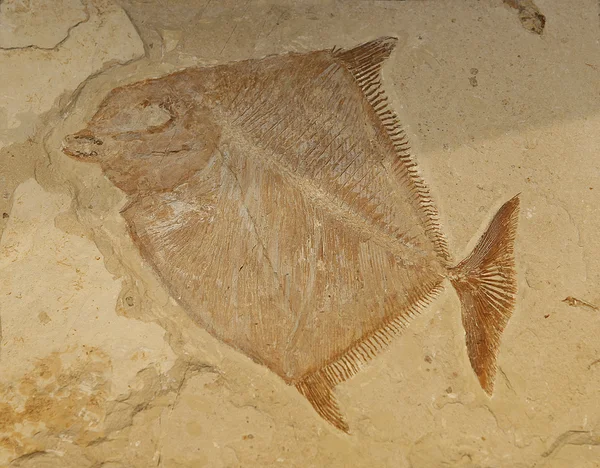 Fisk fossile - Stock-foto