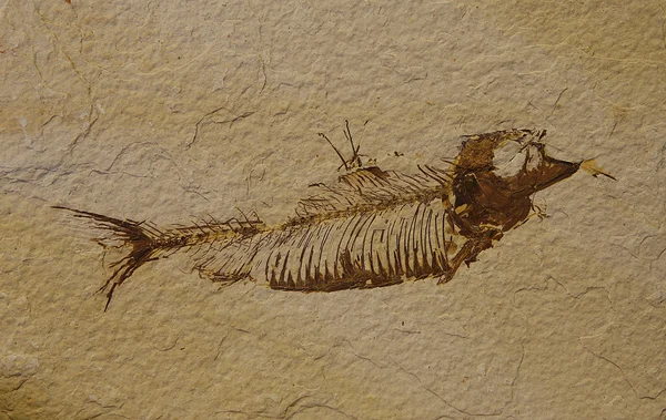 Fish fossil Royalty Free Stock Images