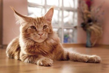 Maine Coon Kitten lying on the floor clipart