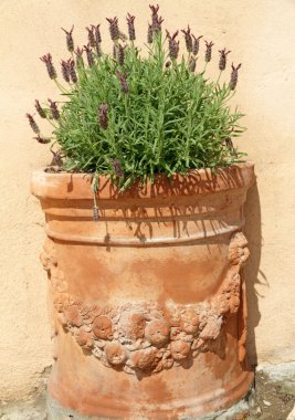 Lavender in terracotta pot clipart