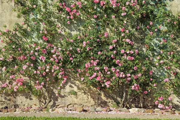 Flowering pink garden rose creeper — Stock Photo, Image