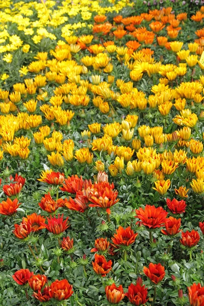 Blomsterrabatt med multicolor gazania blommor — Stockfoto