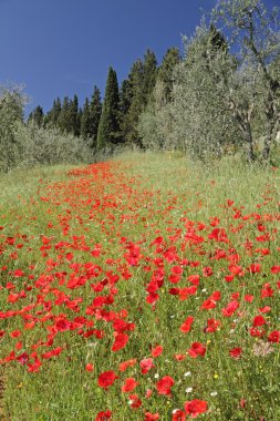 Fantastic tuscan landscape with poppies clipart