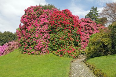 Flowering rhododendrons clipart