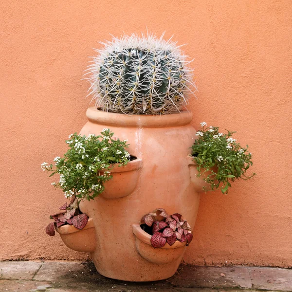 Vaso di argilla con cactus e altre piante e fiori — Foto Stock
