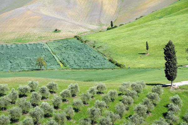 Hilly green tuscan landscape — Stock Photo, Image