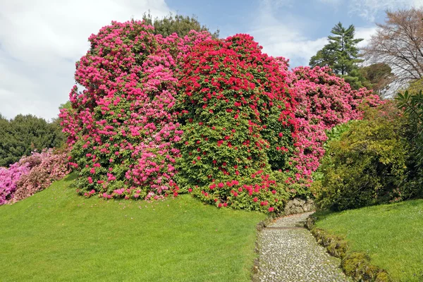 Flowering rhododendrons — Stock Photo, Image