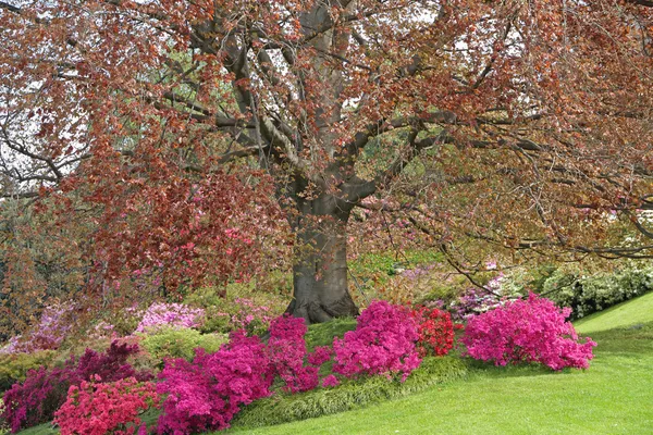 Spektakularne kwitnienia azalii i rododendronów pod bukiem — Zdjęcie stockowe