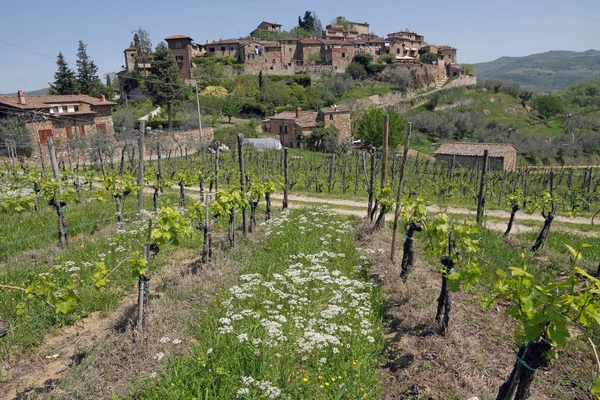 Krajobraz z winnic na wiosnę — Zdjęcie stockowe