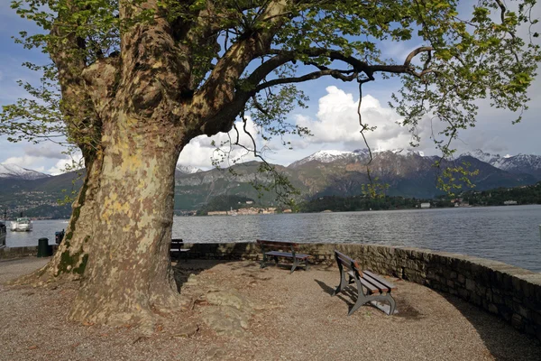 Landscape with bench under huge plane tree — Stock Photo, Image