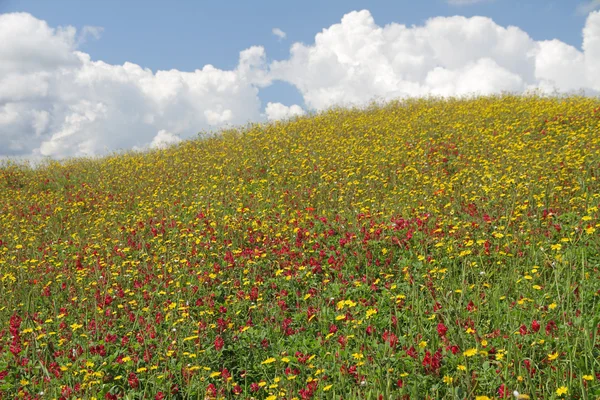Prairie colorée à flanc de colline au printemps — Photo
