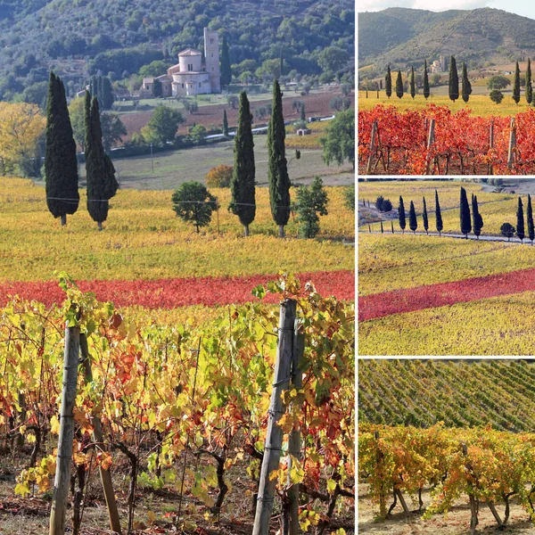 Paisagem fantástica de vinhas toscanas no outono — Fotografia de Stock