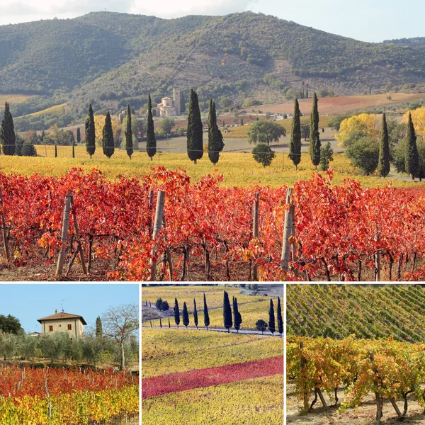 Collage with fantastic landscape of vineyards — Stock Photo, Image