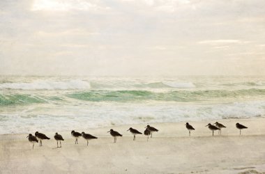dokulu tablomsu plaj ve kıyı kuşları ile sörf
