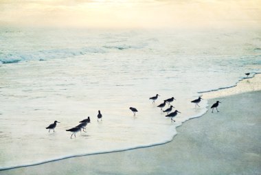 Artistic Beach Sunset with Birds in Surf clipart