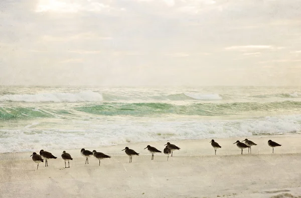 Getextureerde schilderkunstige strand en surfen met shore vogels — Stockfoto