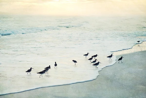 Konstnärliga strand solnedgång med fåglar i surf — Stockfoto