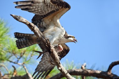 Osprey with Fish at Gulf Islands National Seashore clipart