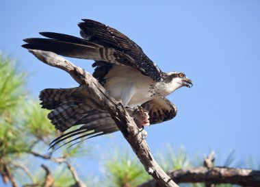 Osprey ağaç dalı üzerine yakalanan balık