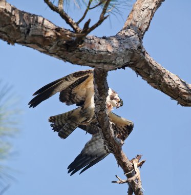 Osprey ağacında Körfez, uskumru ile Milli seashore Adaları