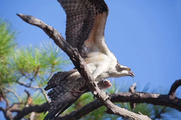 stock image Osprey Flapping Wings Holding Fish in Tree