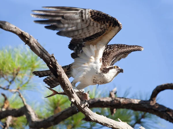 Osprey figyelembe repülés, hal, a Gulf Islands National Seashore — Stock Fotó