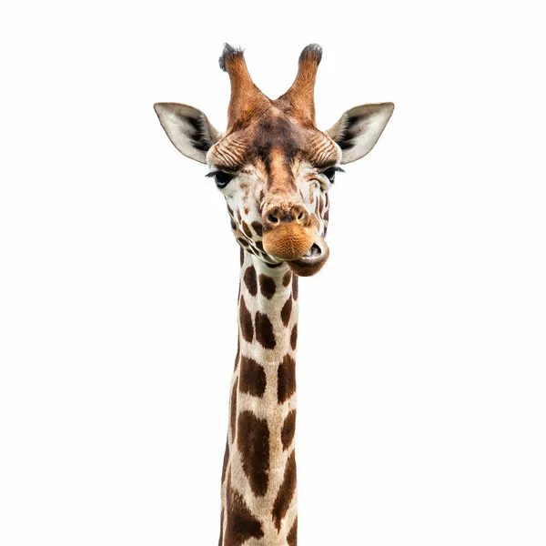 Giraffe hoofd Rechtenvrije Stockfoto's