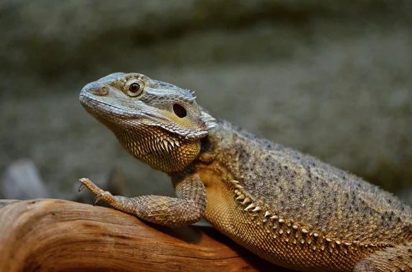 stock image agama