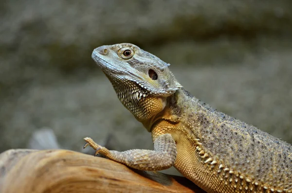 stock image agama