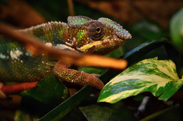 stock image Chameleon