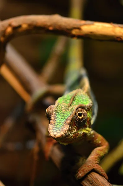 stock image Chameleon