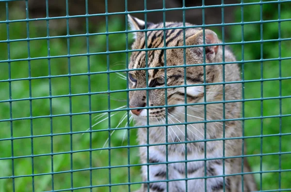 Kat in dierentuin — Stockfoto