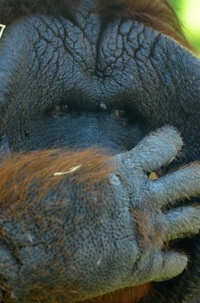 Orangutang — Stockfoto
