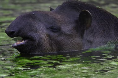 Tapirus clipart