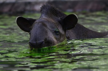 Tapirus