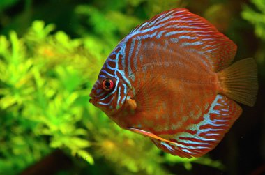 Discus