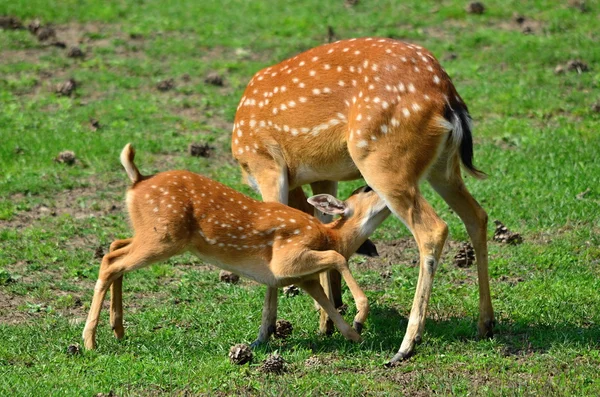 stock image Sika deer