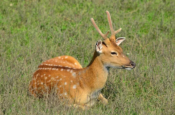 Japonese deer — Stock Photo, Image